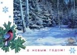 Открытка Заснеженный зимний лес, снегирь, 1975